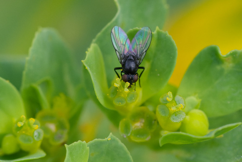 09 Agromyzinae sp.jpg
